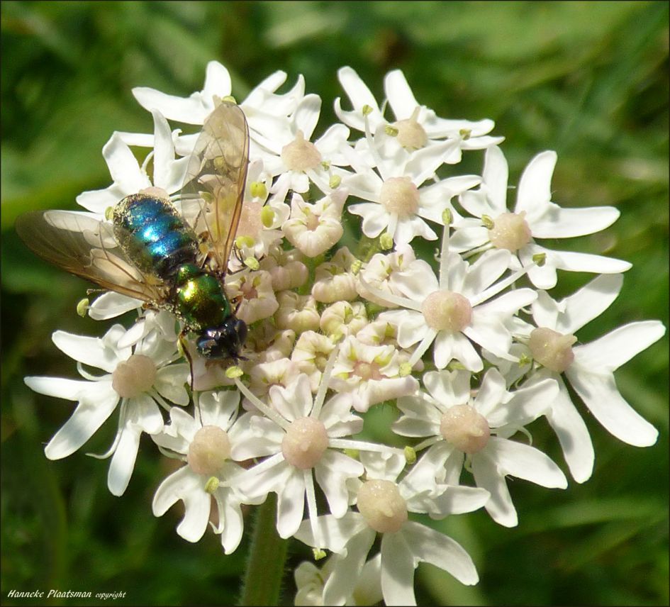 Heel klein en metallic kleurig vliegje